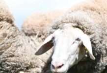 Parasitenmanagement bei Schafen und Ziegen – Lehrgang im Hofgut Neumühle