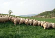 2. Schaf- und Ziegentag – Veranstaltung des Hofguts Neumühle für alle Interessierten