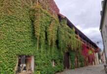 Hitzeschutz durch Gebäudebegrünung