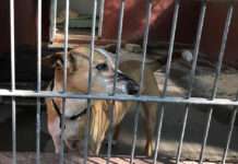 Tierschutzorganisation TASSO: Ältere Tierschutztiere sind tolle Gefährten