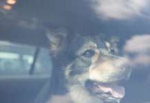 Jeder tote Vierbeiner ist einer zu viel