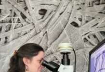 Automatisierte Bilderkennung für die Bestimmung von Holzarten