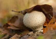 „Ab in die Pilze“ – Entdecken Sie die faszinierende Welt der Pilze im Herbst