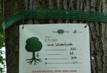 Plakate informieren über Ökosystemleistungen von Bäumen