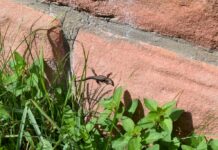 Mauereidechsen auf der Burg Hohenecken