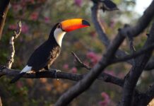 „Migration, Staatsbildung und Identität in Brasilien – und der deutsche Beitrag dazu.“