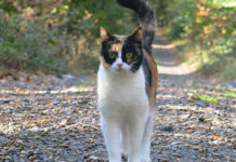 Tier gefunden, was tun?