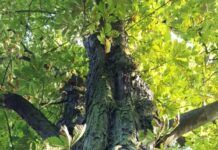 Buntes Blätterkarussell – Letzter Waldbaden-Kurs im Japanischen Garten Kaiserslautern