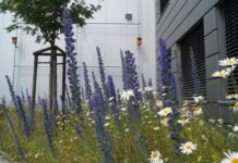 Firmengelände naturnah gestalten – Biodiversität in der Stadt fördern