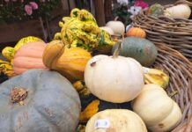 Deutsch-französischer Biosphären-Bauernmarkt – Nachhaltiger Genuss in Maikammer