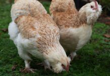 Eigene Eier erzeugen