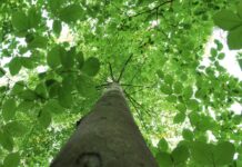 Die Pfälzerwald-Apotheke: Ein Besuch in der Praxis von Frau Doktor Natur