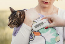 Tierschutznovelle: Änderungen dringend nötig