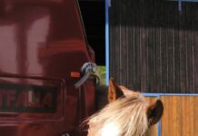 Fachgerechter Transport von Pferden