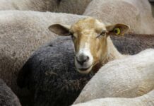 Advent im Schafstall in Busenberg