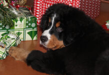 Tierische Bescherung unterm Weihnachtsbaum?