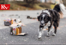 Erst Panik, dann Flucht – an Silvester werden wieder zahlreiche Tiere entlaufen
