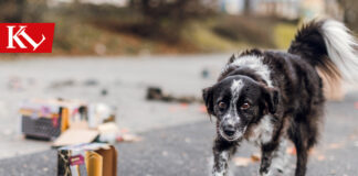 Erst Panik, dann Flucht – an Silvester werden wieder zahlreiche Tiere entlaufen