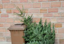 Abholtermine der Weihnachtsbäume im Januar 2025