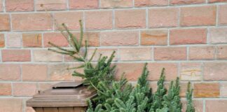 Abholtermine der Weihnachtsbäume im Januar 2025