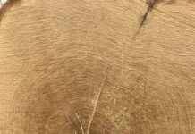 Forst im Dialog – von den besonderen Eichen des Pfälzerwaldes