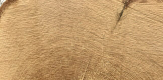 Forst im Dialog – von den besonderen Eichen des Pfälzerwaldes