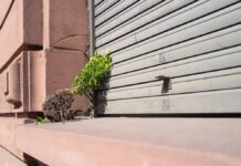 „Natur in der Stadt“ – Vernissage und Ausstellung am 9. Januar an der RPTU