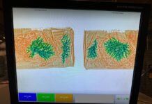 Verbotener Paketinhalt/ ZOLL beschlagnahmt Steinkoralle