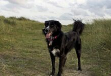 Mischlinge und Labradore sind Deutschlands beliebteste Hunde