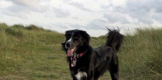 Mischlinge und Labradore sind Deutschlands beliebteste Hunde