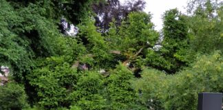 „Von der Drachenflöte“: Traditionelle Musik und Literatur aus Japan