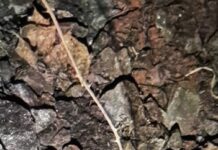 Abschlussmeldung: Mörsergranate im Bereich des Hbf Kaiserslautern gefunden