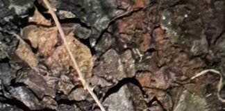 Abschlussmeldung: Mörsergranate im Bereich des Hbf Kaiserslautern gefunden