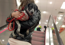 Extreme Verletzungsgefahr – Rolltreppen sind für Hunde tabu!