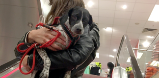 Extreme Verletzungsgefahr – Rolltreppen sind für Hunde tabu!