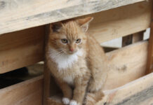 Verantwortung übernehmen – TASSO appelliert an Halterinnen und Halter von Freigängerkatzen