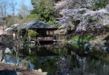 Kirschblüte im Japanischen Garten