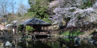 Kirschblüte im Japanischen Garten