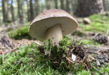 Internationaler Tag des Waldes: Wälder und Ernährung