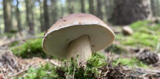 Internationaler Tag des Waldes: Wälder und Ernährung