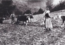 Buchvorstellung: „Der Pfälzerwald – Lebensraum und Lebensgrundlage vom Mittelalter bis ins 19. Jahrhundert“