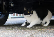 Für immer verloren? – TASSO rät dazu, auch Wohnungskatzen kennzeichnen und registrieren zu lassen