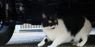 Für immer verloren? – TASSO rät dazu, auch Wohnungskatzen kennzeichnen und registrieren zu lassen