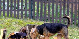 Kleine Plagegeister längst unterwegs – TASSO gibt Tipps zum Umgang mit der Gefahr durch Zecken