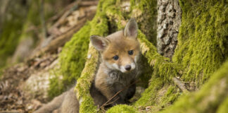 Jagd live erleben im Pfälzerwald
