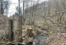 Forst im Dialog – Kann das Fällen von Bäumen den Naturschutz fördern?