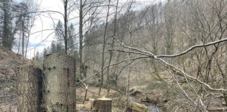 Forst im Dialog – Kann das Fällen von Bäumen den Naturschutz fördern?