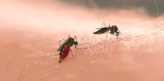 Das mögen Blutsauger gar nicht – Mücken- und Zeckenschutzmittel im Test