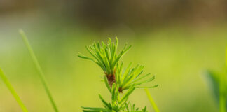 Die Pfälzerwald-Apotheke: Ein Besuch in der Praxis von Frau Doktor Natur