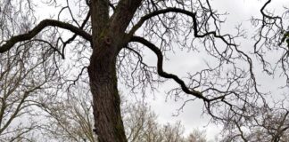 Baumfällung in der Königstraße